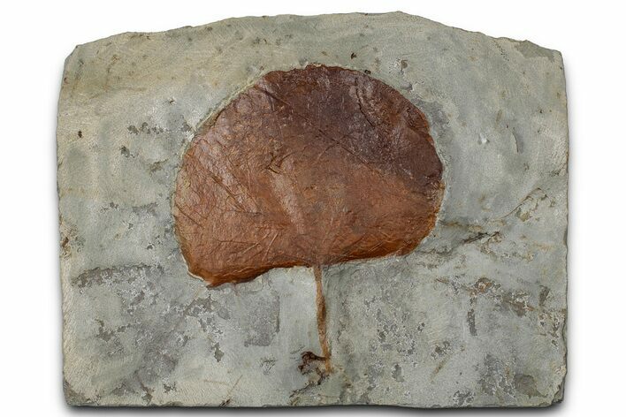 Paleocene Fossil Leaf (Zizyphoides) - Montana #356516